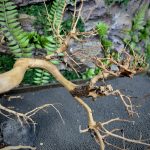 Коряга Бонсай БОН02 — изображение 7