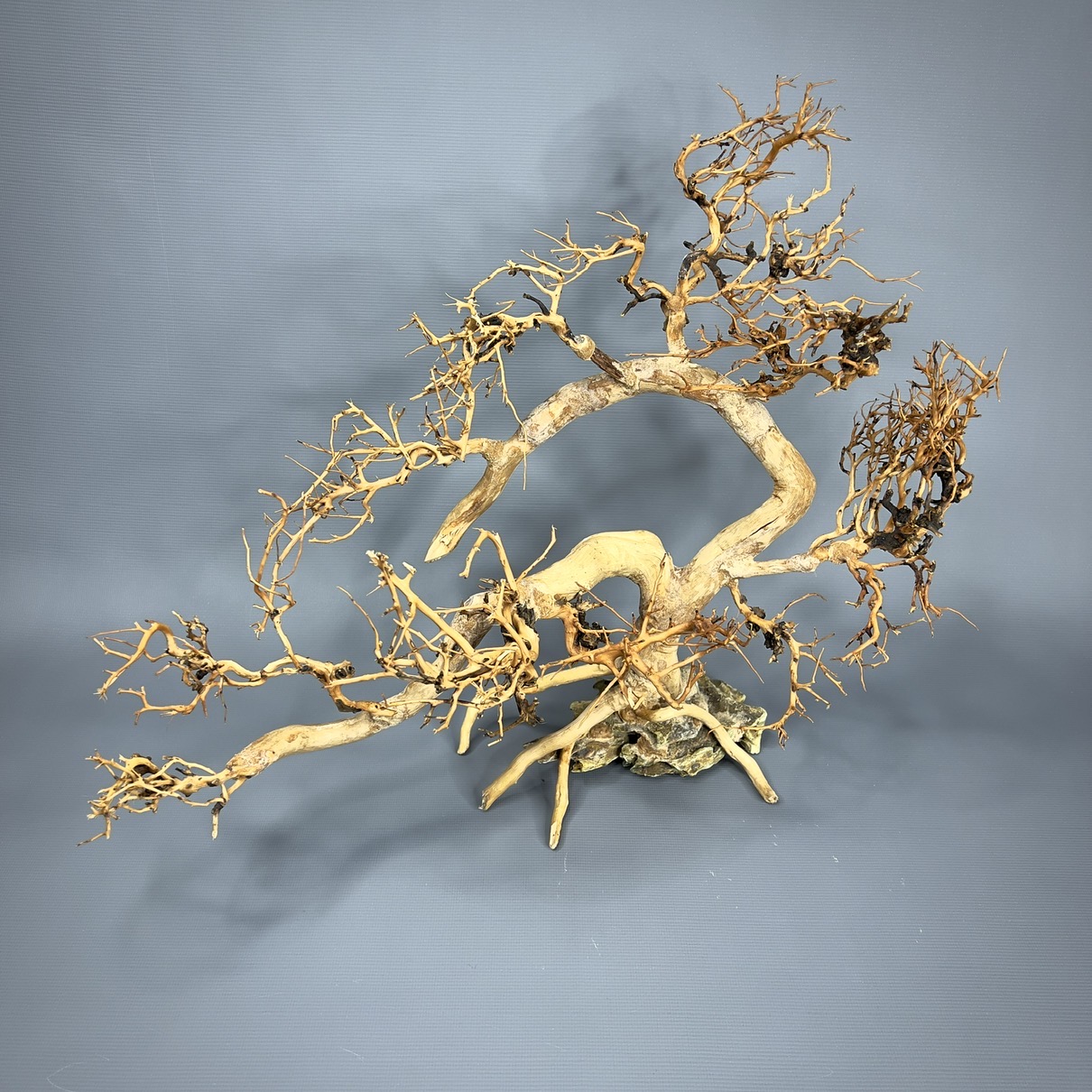 IMG_8012-compressed Коряга Бонсай