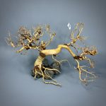 Коряга Бонсай