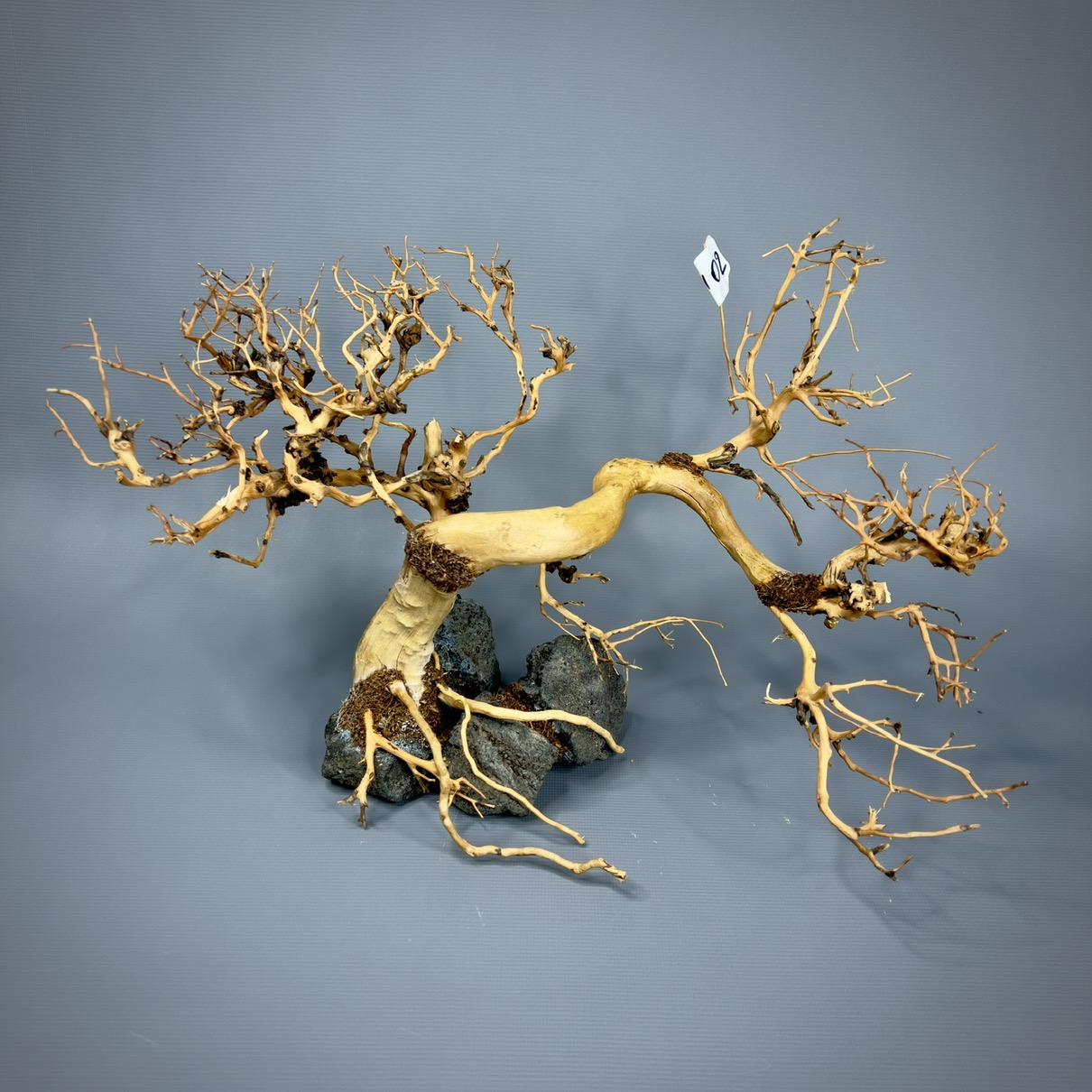 IMG_8015-compressed Коряга Бонсай