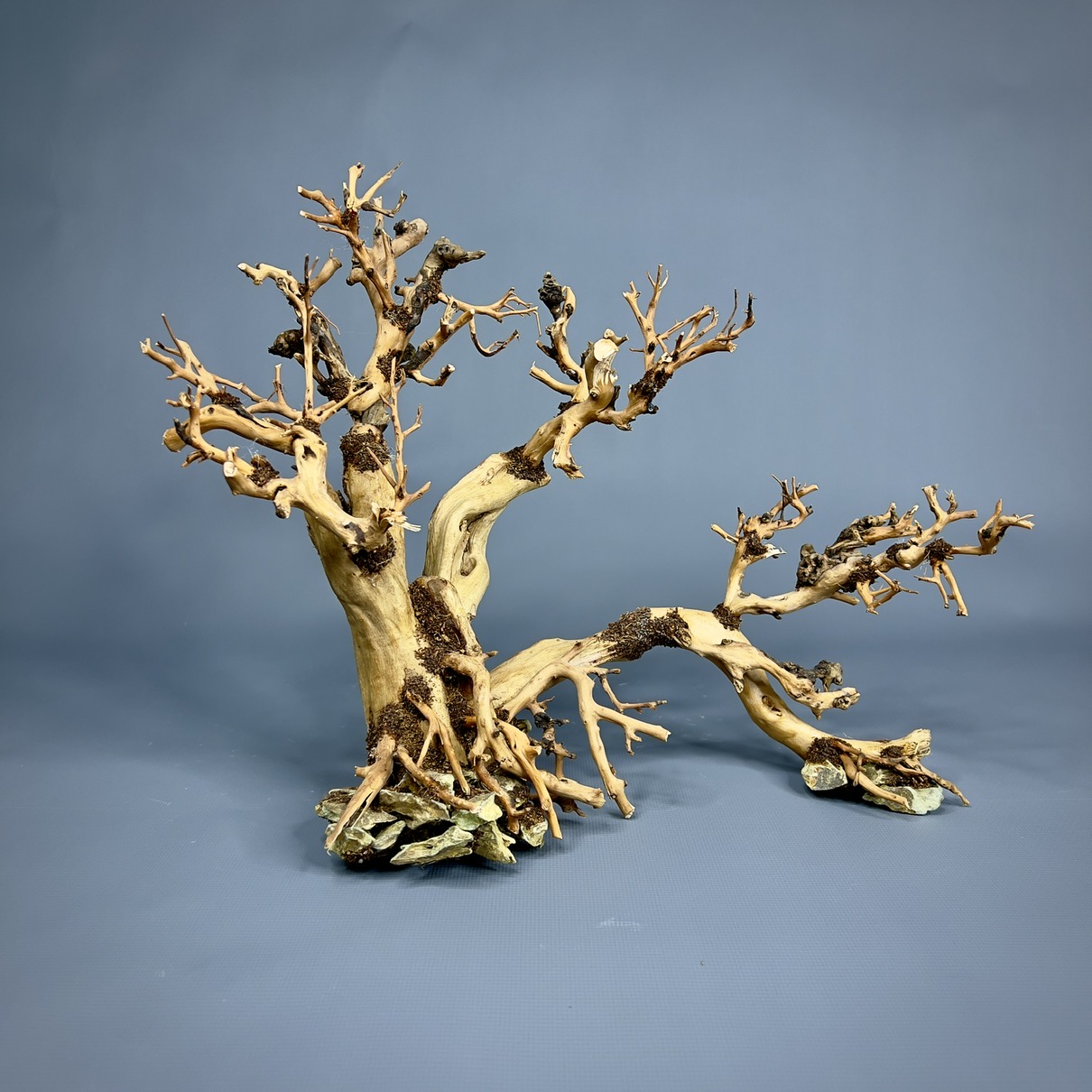 IMG_8143-compressed Коряга Бонсай