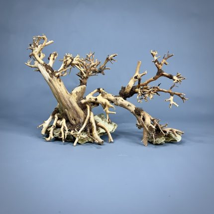 Коряга Бонсай