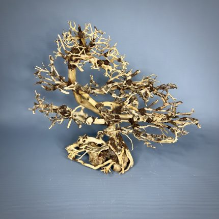 Коряга Бонсай