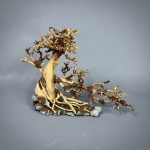 Коряга Бонсай