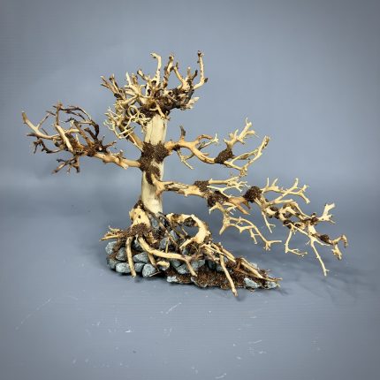 Коряга Бонсай