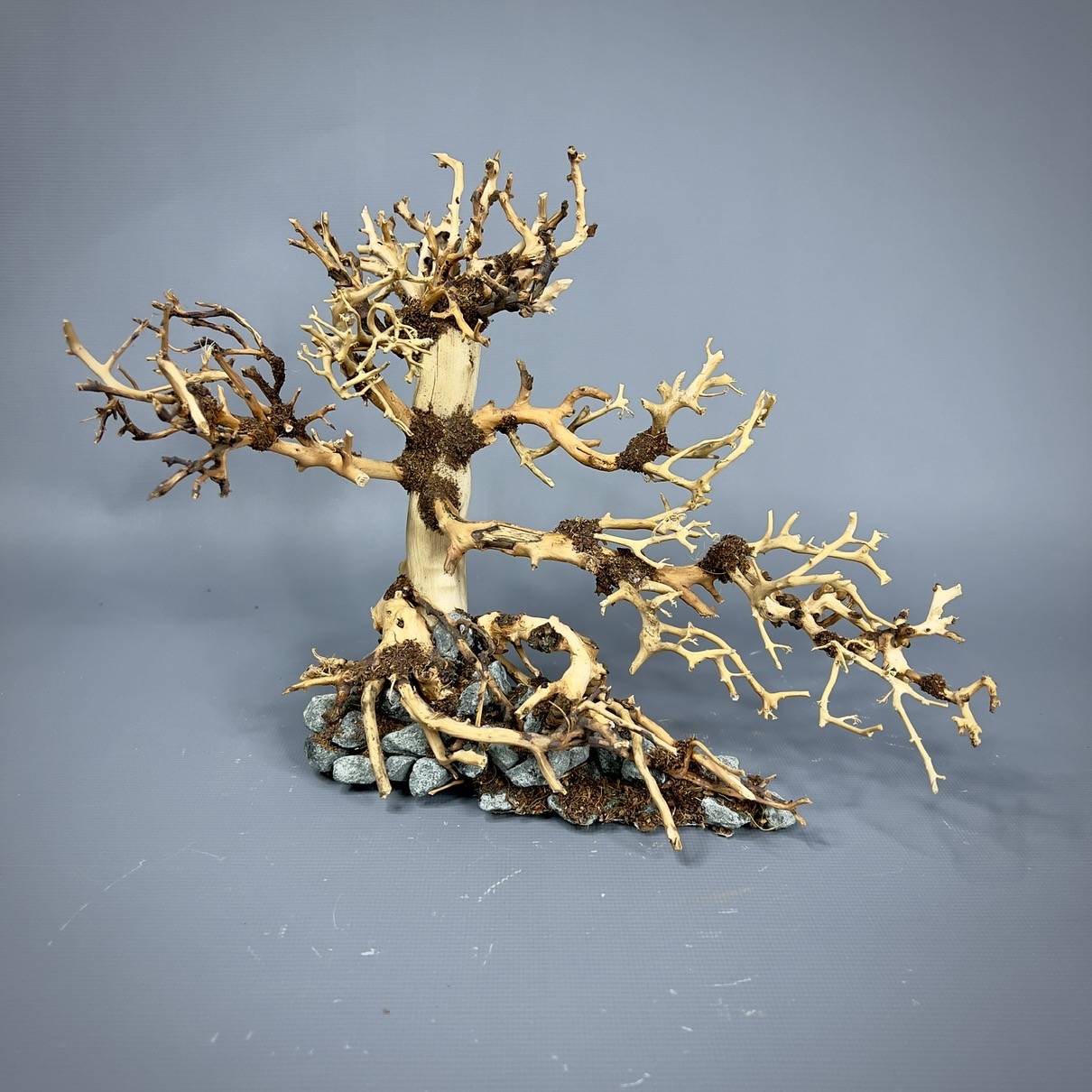 IMG_8241-compressed Коряга Бонсай