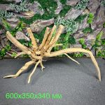 Паучий корень/Корень Азалии НК713 — изображение 2