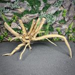 Паучий корень / Корень Азалии