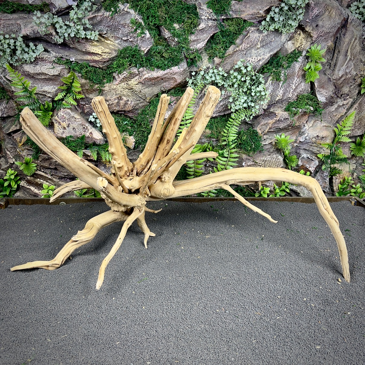 IMG_8668-compressed Паучий корень / Корень Азалии