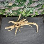 Паучий корень/Корень Азалии НК713 — изображение 4