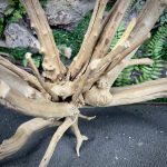 Паучий корень/Корень Азалии НК713 — изображение 5