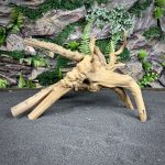 Паучий корень / Корень Азалии