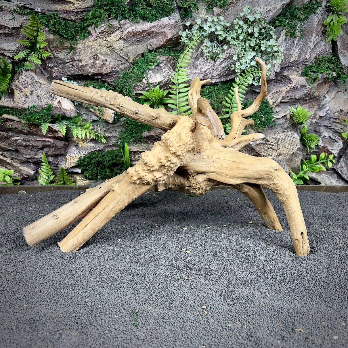 IMG_8682-compressed Паучий корень / Корень Азалии