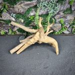 Паучий корень/Корень Азалии НК715 — изображение 3