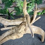 Паучий корень/Корень Азалии НК715 — изображение 5