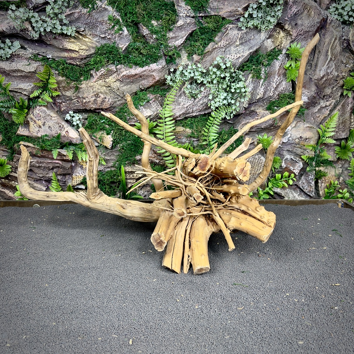 IMG_8689-compressed Паучий корень / Корень Азалии