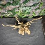 Паучий корень/Корень Азалии НК716 — изображение 4