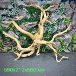 Паучий корень/Корень Азалии НК718 — изображение 2