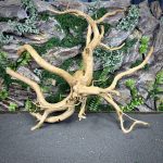 Паучий корень / Корень Азалии