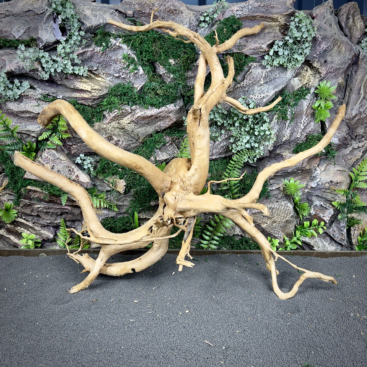 IMG_8704-compressed Паучий корень / Корень Азалии