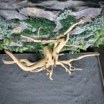 Паучий корень/Корень Азалии НК718 — изображение 4