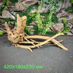 Паучий корень/Корень Азалии НК719 — изображение 2