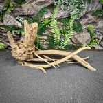 Паучий корень / Корень Азалии