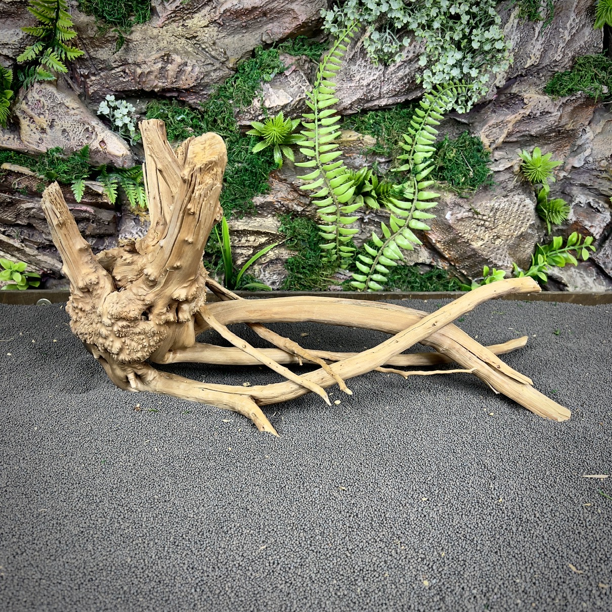 IMG_8711-compressed Паучий корень / Корень Азалии