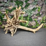 Паучий корень / Корень Азалии