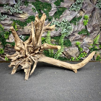 Паучий корень / Корень Азалии