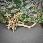 Паучий корень/Корень Азалии НК720 — изображение 3