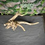 Паучий корень/Корень Азалии НК720 — изображение 4