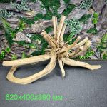 Паучий корень/Корень Азалии НК721 — изображение 2