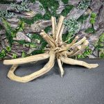 Паучий корень / Корень Азалии