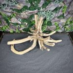 Паучий корень/Корень Азалии НК721 — изображение 3