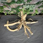 Паучий корень/Корень Азалии НК721 — изображение 4