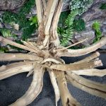 Паучий корень/Корень Азалии НК721 — изображение 5