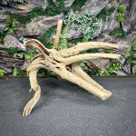 Паучий корень / Корень Азалии