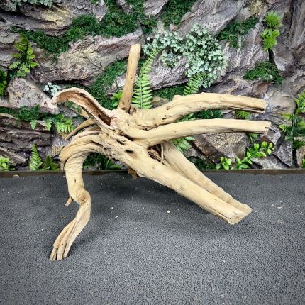 Паучий корень / Корень Азалии