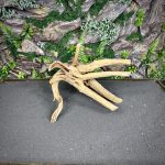 Паучий корень/Корень Азалии НК722 — изображение 3