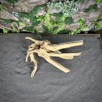 Паучий корень/Корень Азалии НК722 — изображение 4