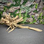 Паучий корень / Корень Азалии