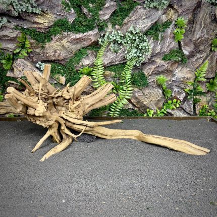 Паучий корень / Корень Азалии