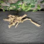 Паучий корень/Корень Азалии НК724 — изображение 4