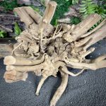 Паучий корень/Корень Азалии НК724 — изображение 5