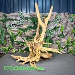 Паучий корень/Корень Азалии НК725 — изображение 2