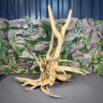 Паучий корень / Корень Азалии