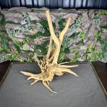 Паучий корень/Корень Азалии НК725 — изображение 3