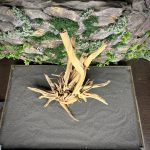 Паучий корень/Корень Азалии НК725 — изображение 4