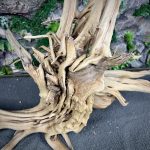 Паучий корень/Корень Азалии НК725 — изображение 5